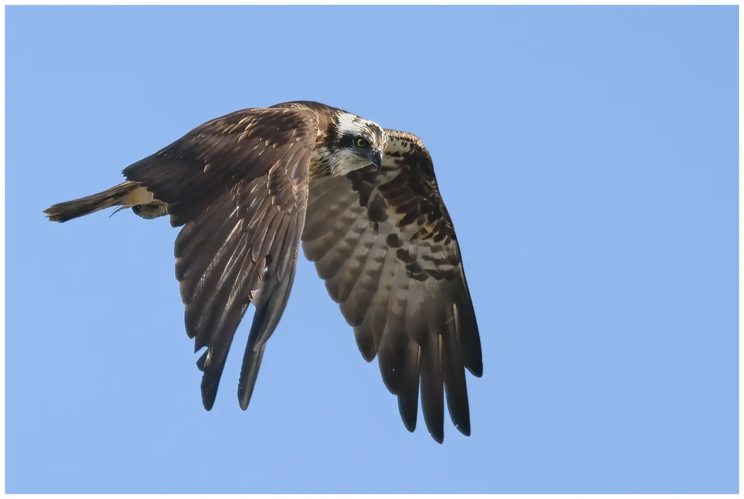 Osprey