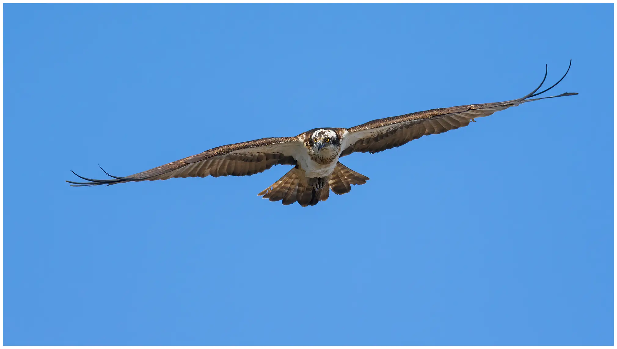Osprey