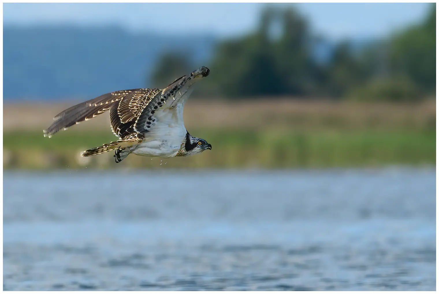 Osprey