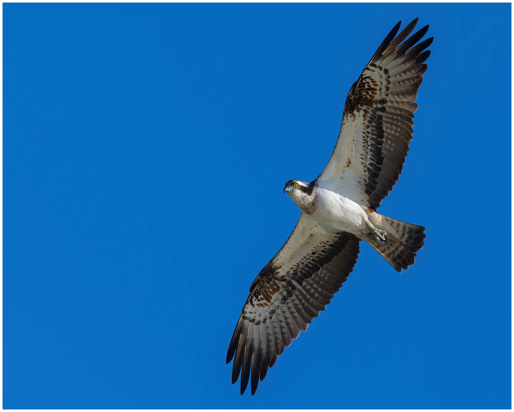 Osprey