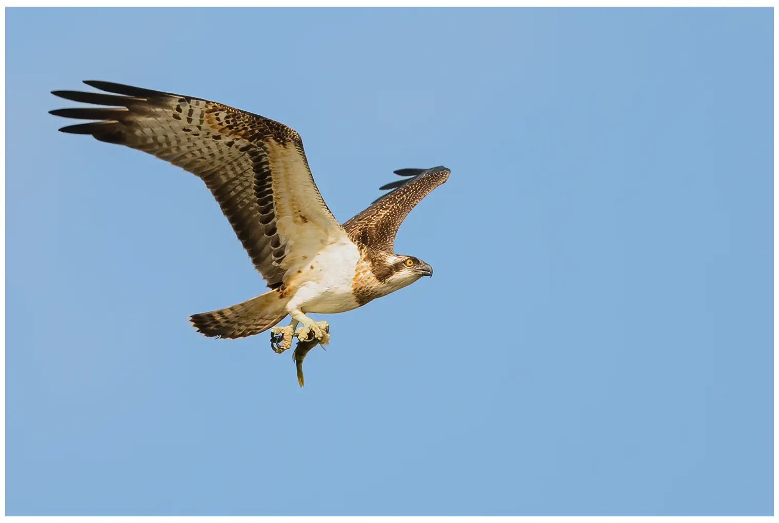Osprey