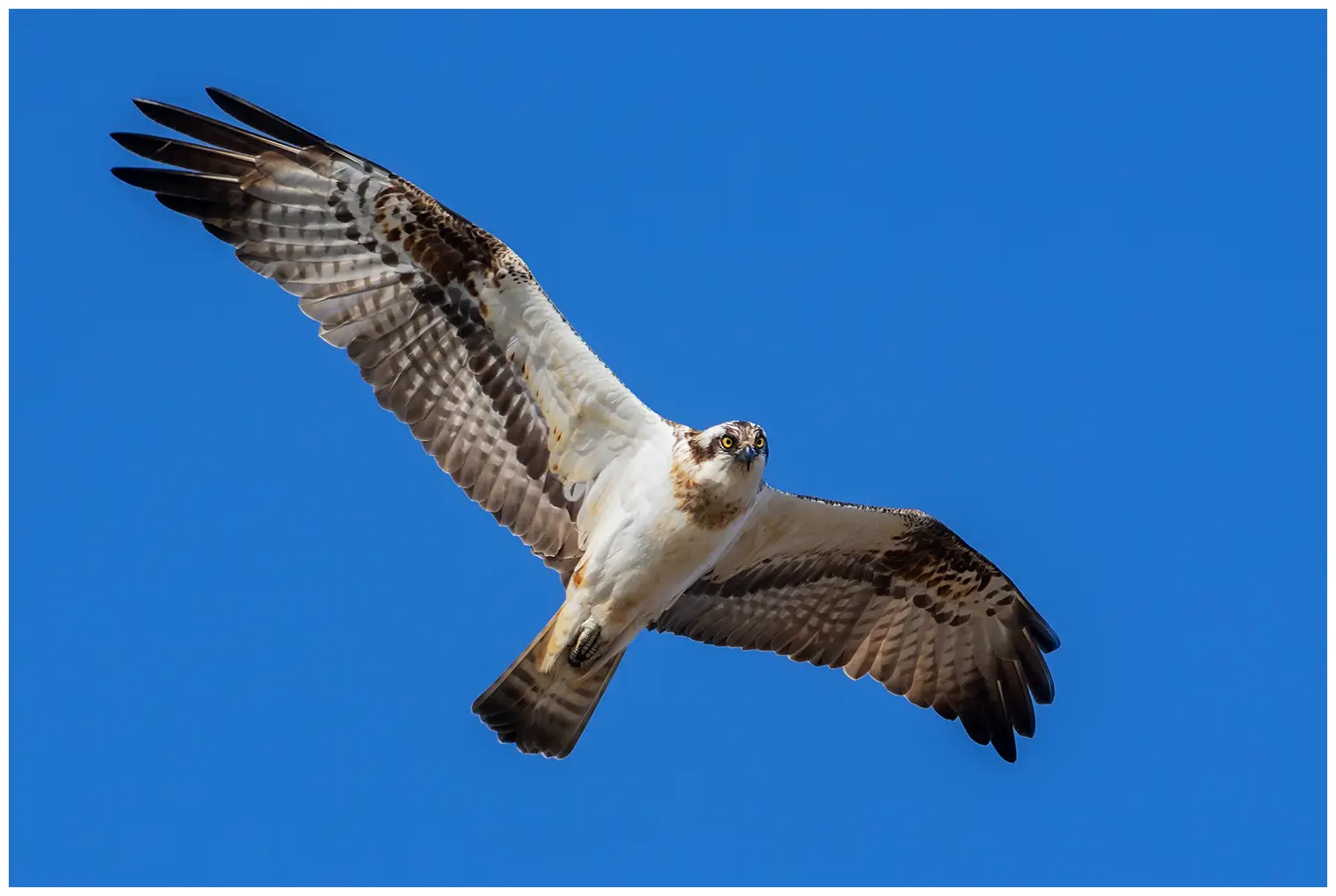 Osprey