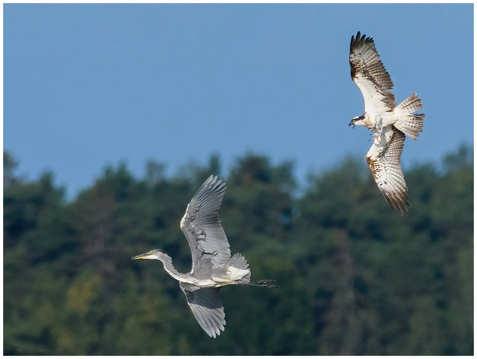 Osprey