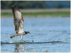 Osprey