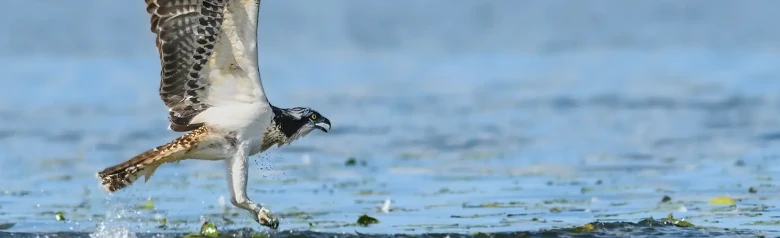 Osprey. Flying over the water surface. It looks like it has just caught a fish in the water.