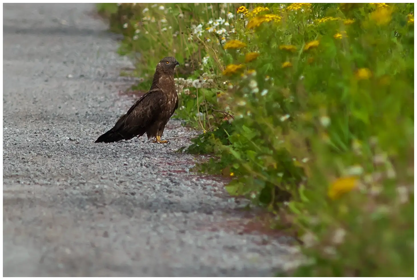 Honey-buzzard