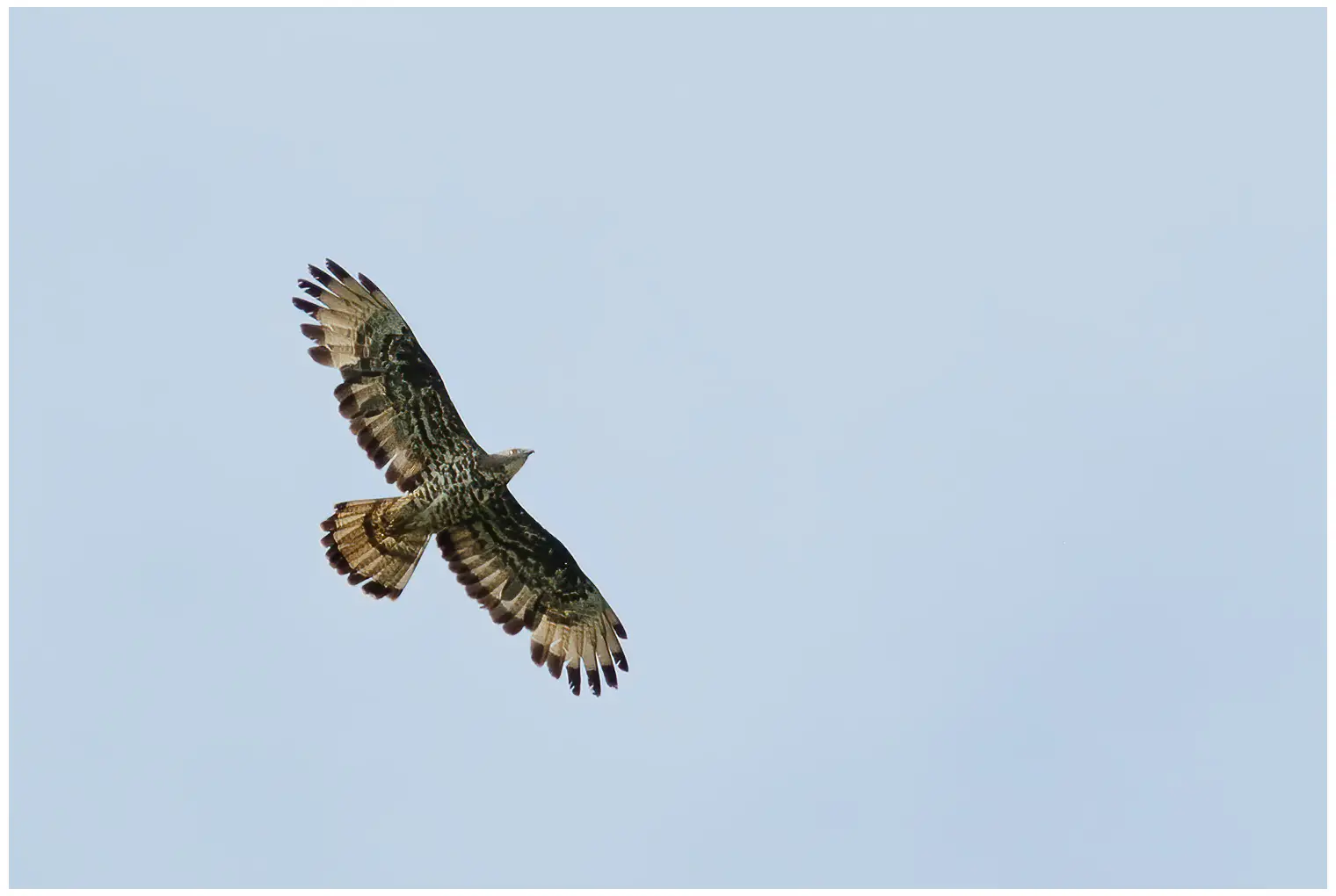 Honey-buzzard