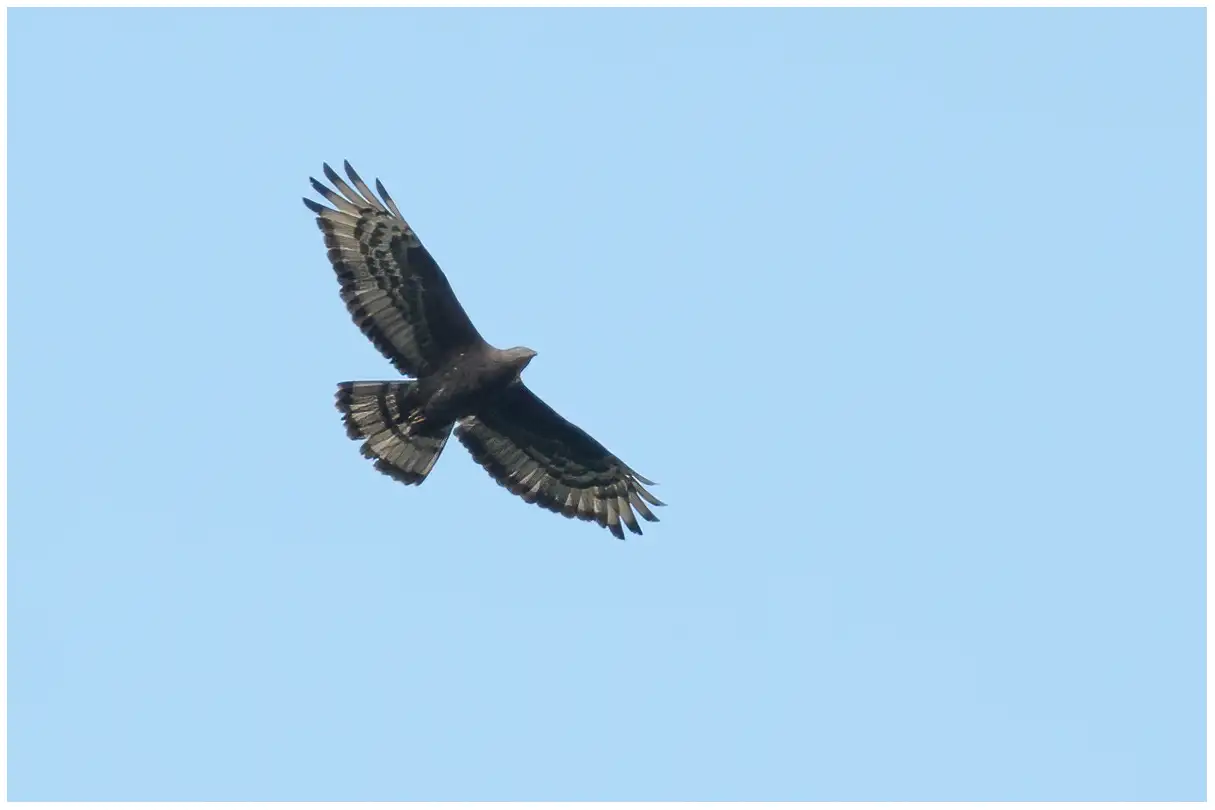 Honey-buzzard