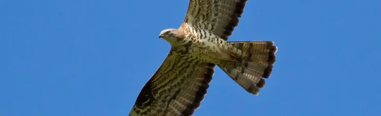 Honey-buzzard. Soaring against a blue sky, the small dove-like head on the long neck stretched forward in flight.