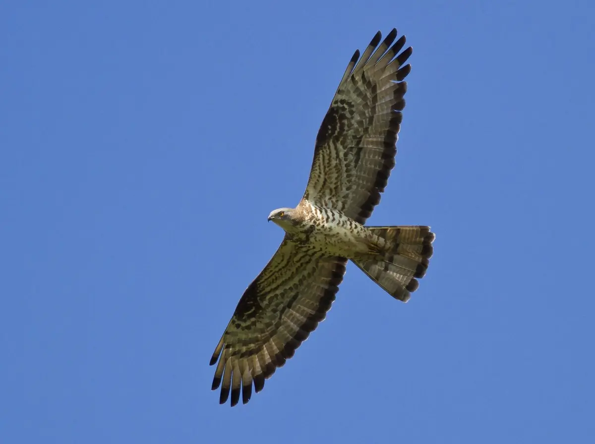 Honey-buzzard. Soaring against a blue sky, the small dove-like head on the long neck stretched forward in flight.