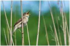 Blyth's Reed-Warbler