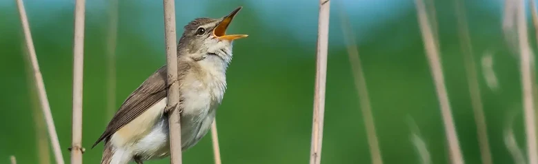 Blyth's Reed-Warbler. Singing in a reed forest. Distinct eyebrows, solid brown and short wings and dark legs.