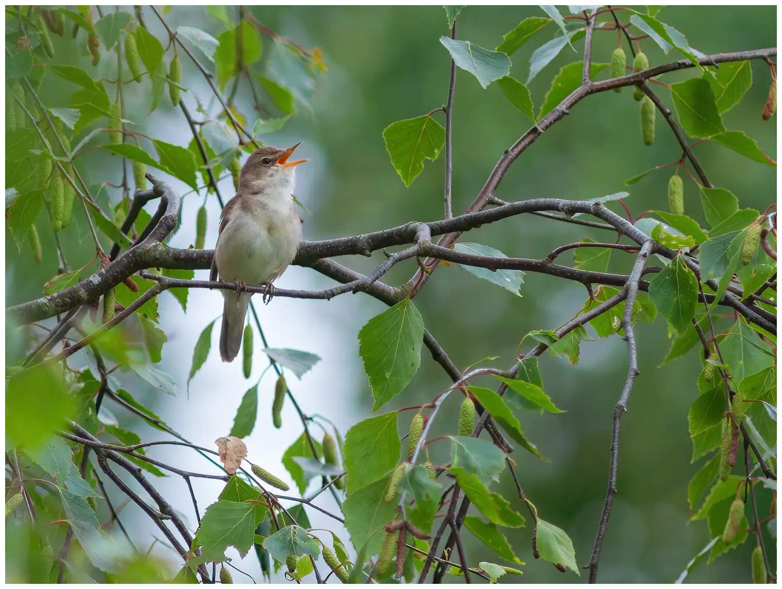 Blyth's Reed-Warbler