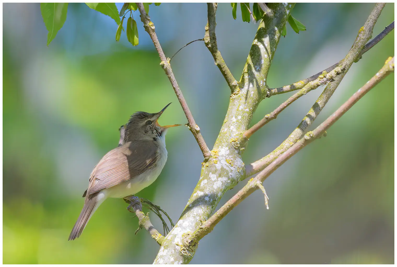 Blyth's Reed-Warbler