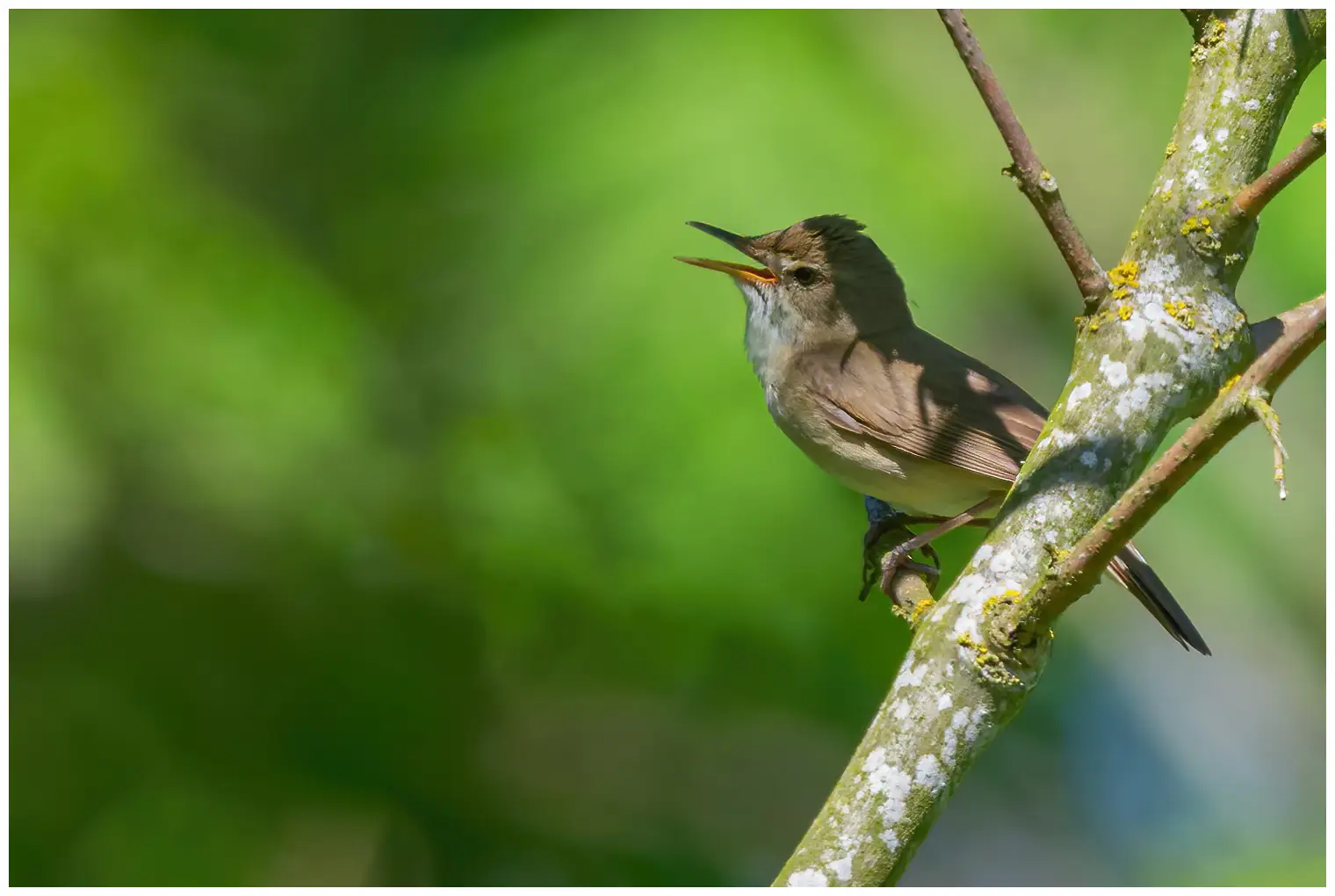 Blyth's Reed-Warbler