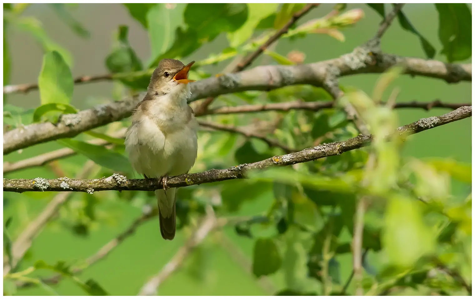 Blyth's Reed-Warbler