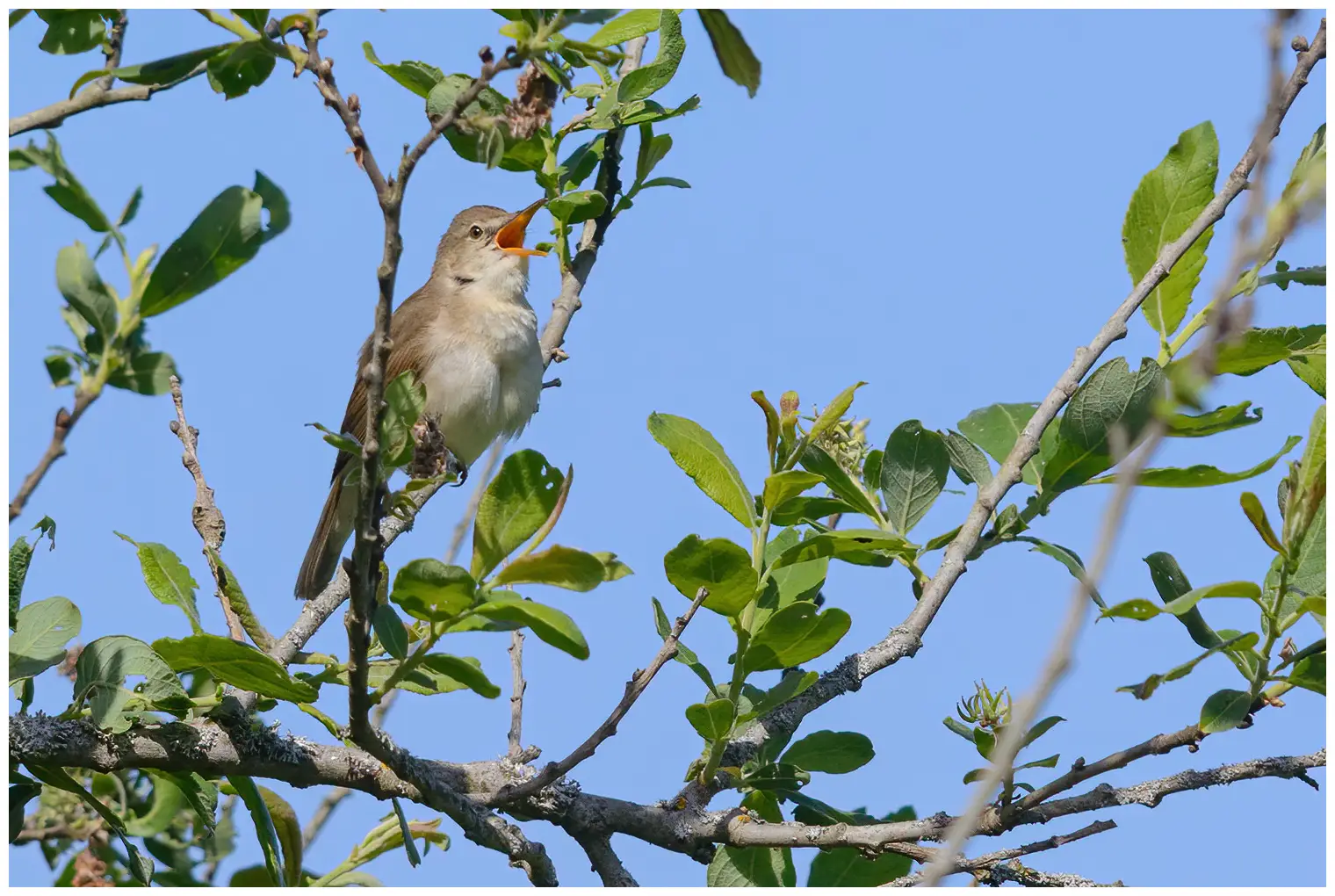 Blyth's Reed-Warbler
