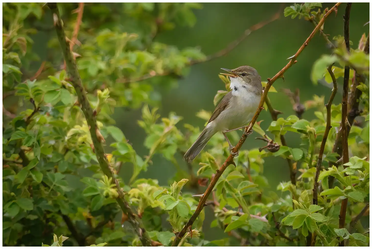 Blyth's Reed-Warbler