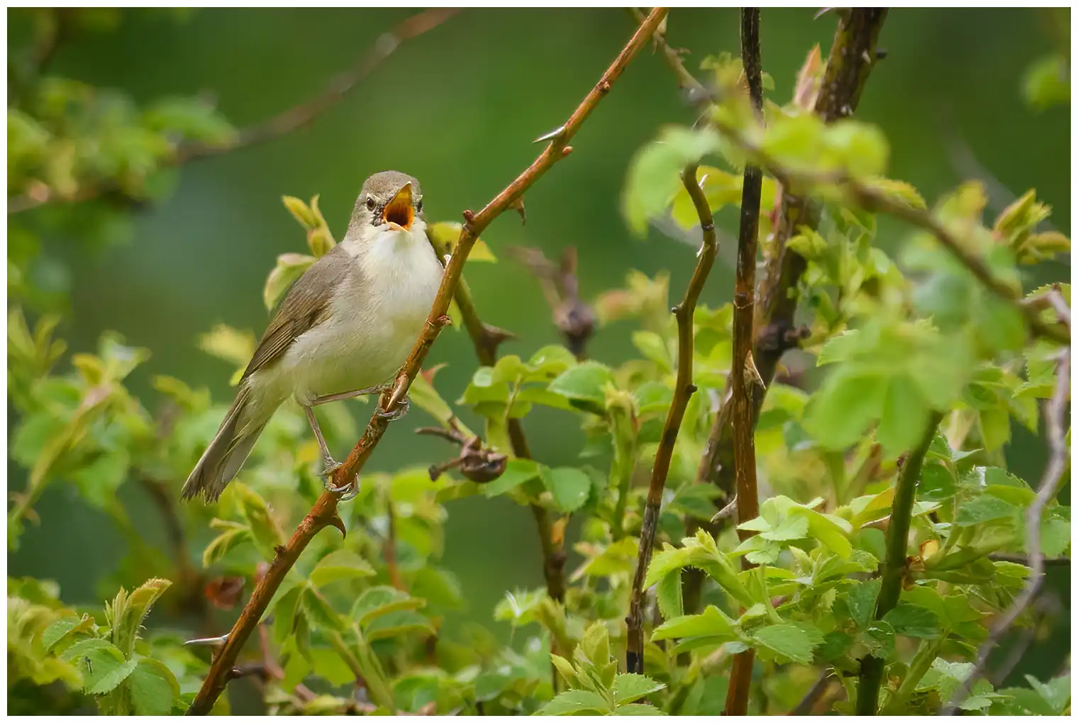 Blyth's Reed-Warbler