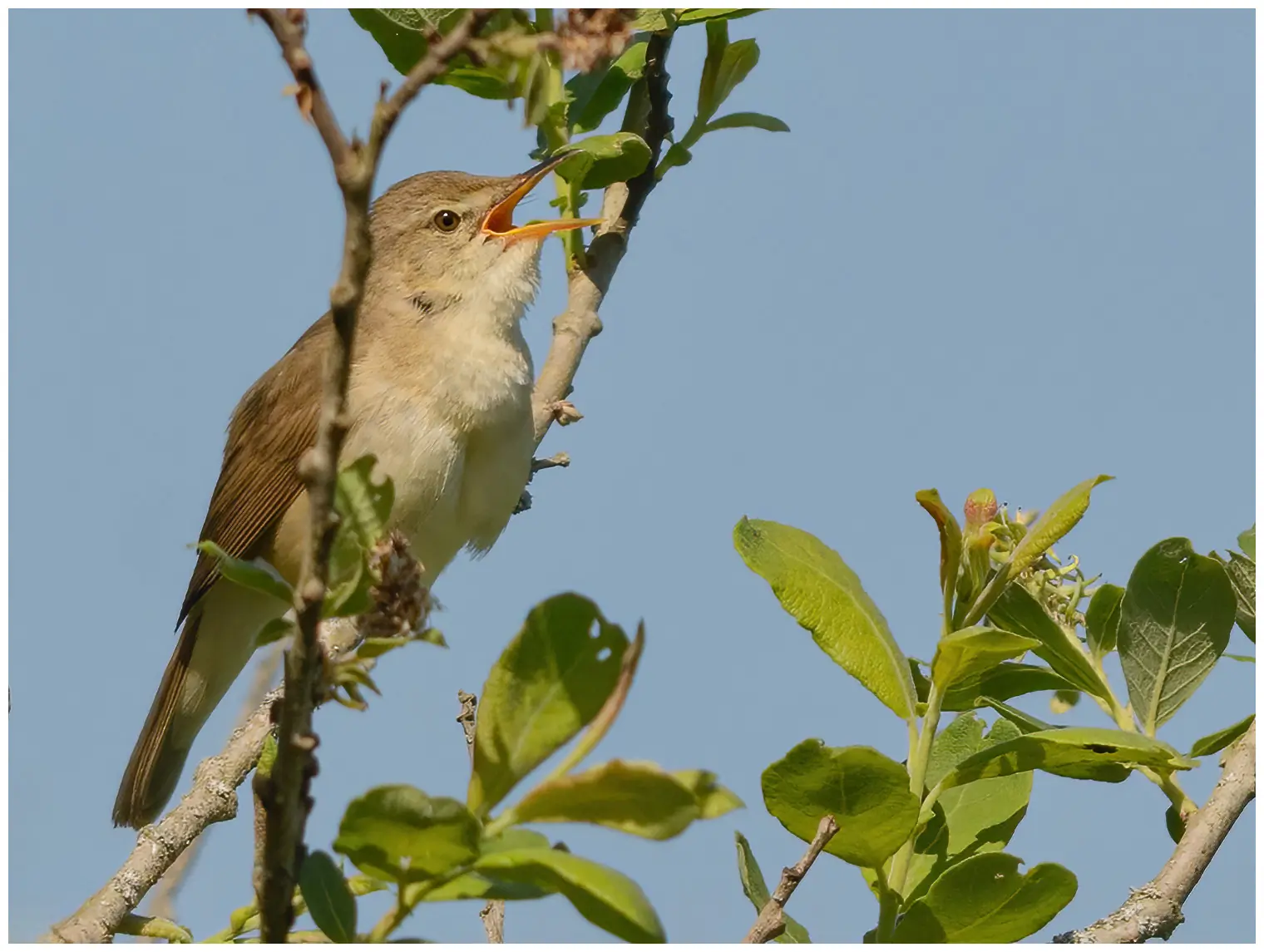 Blyth's Reed-Warbler