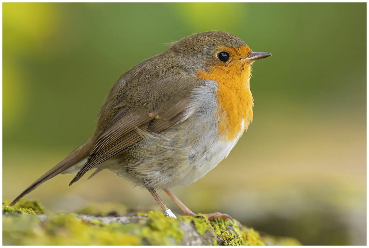 Robin