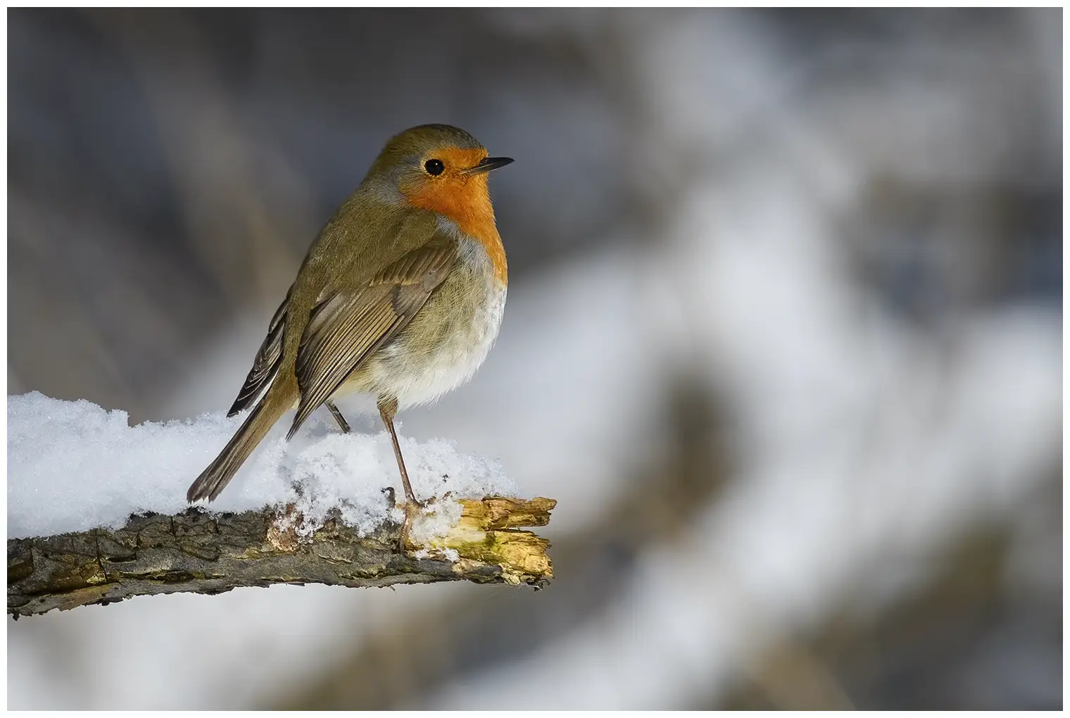 Robin