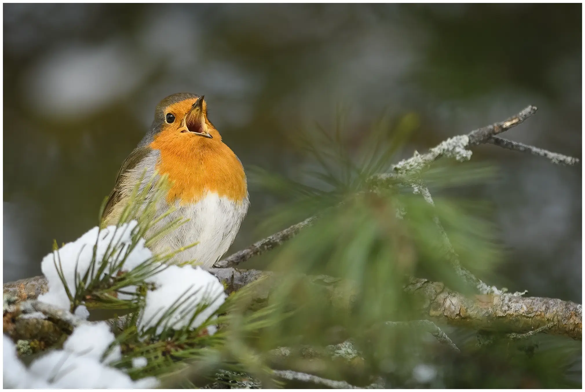 Robin
