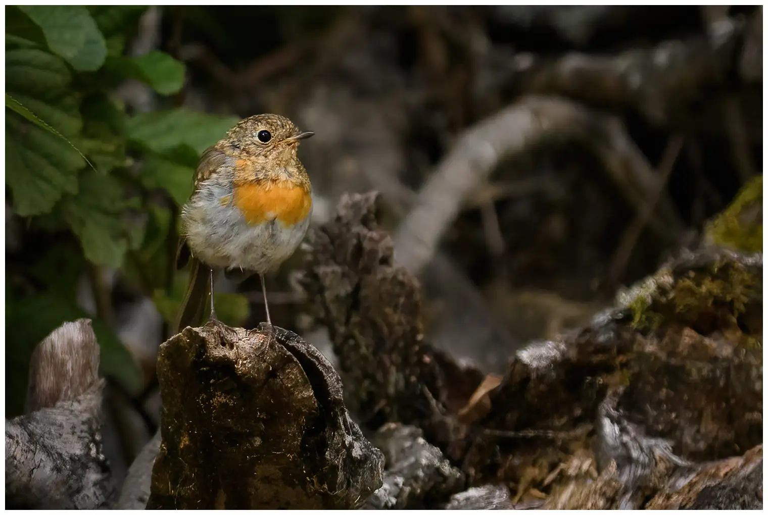 Robin