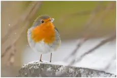 Robin