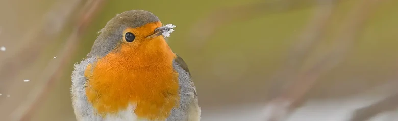 Robin. Winter picture, where the bird has snow around the tip of its beak. The orange breast lights up among the falling snowflakes.