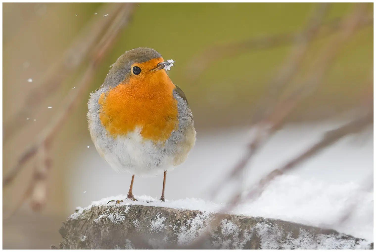 Robin. Winter picture, where the bird has snow around the tip of its beak. The orange breast lights up among the falling snowflakes.