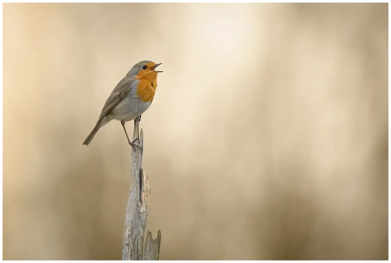 Robin