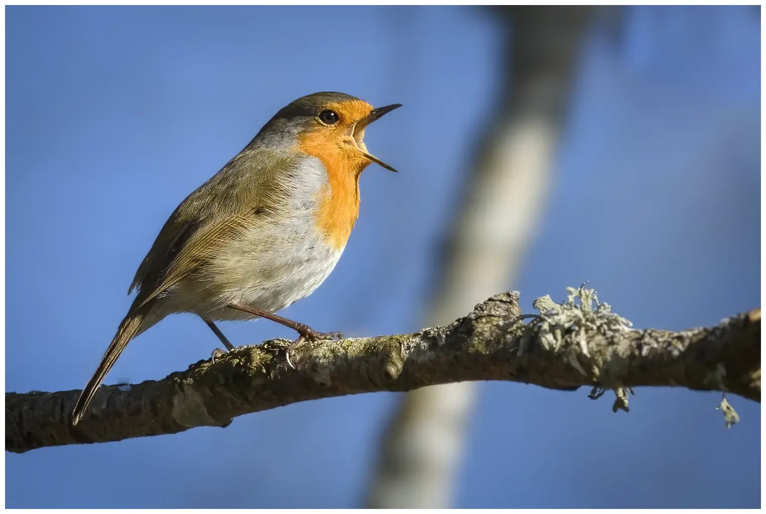 Robin