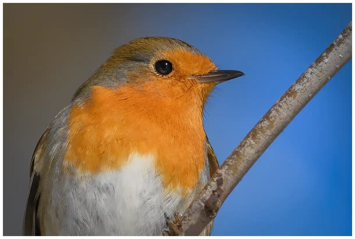 Robin