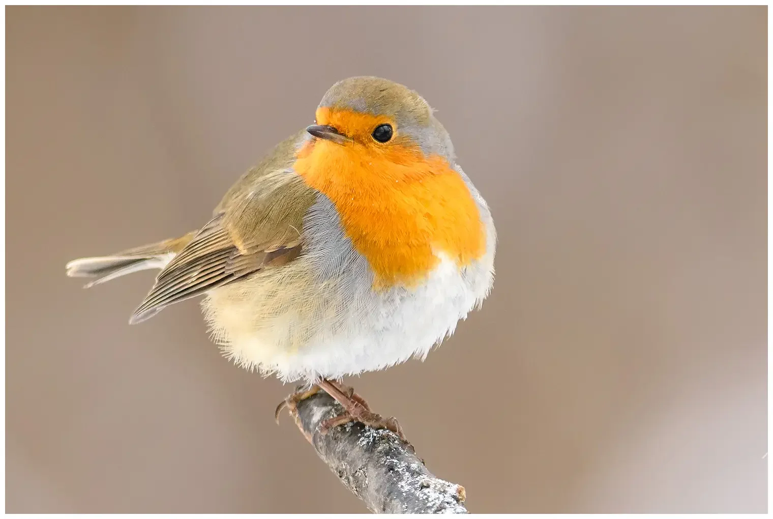 Robin