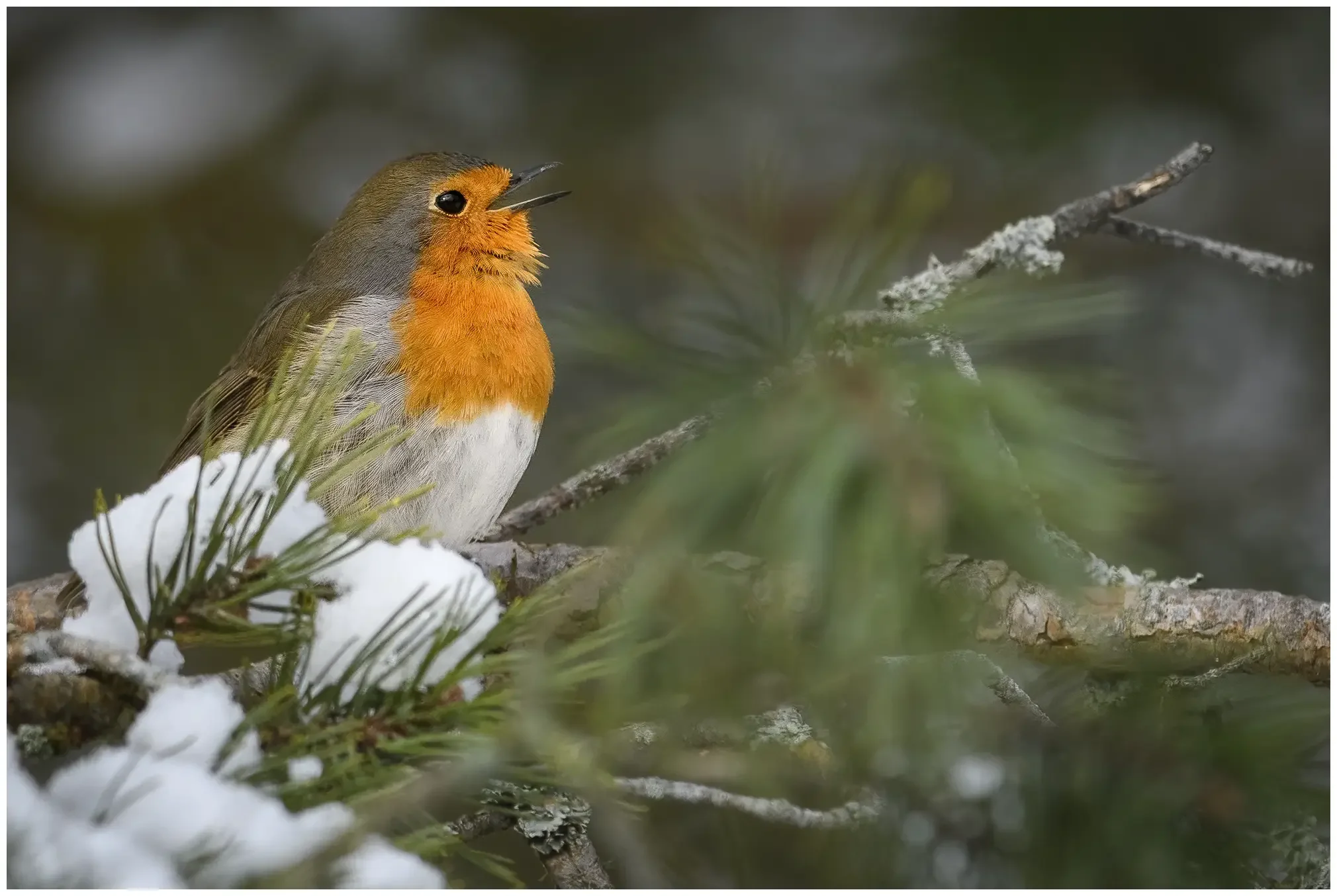 Robin