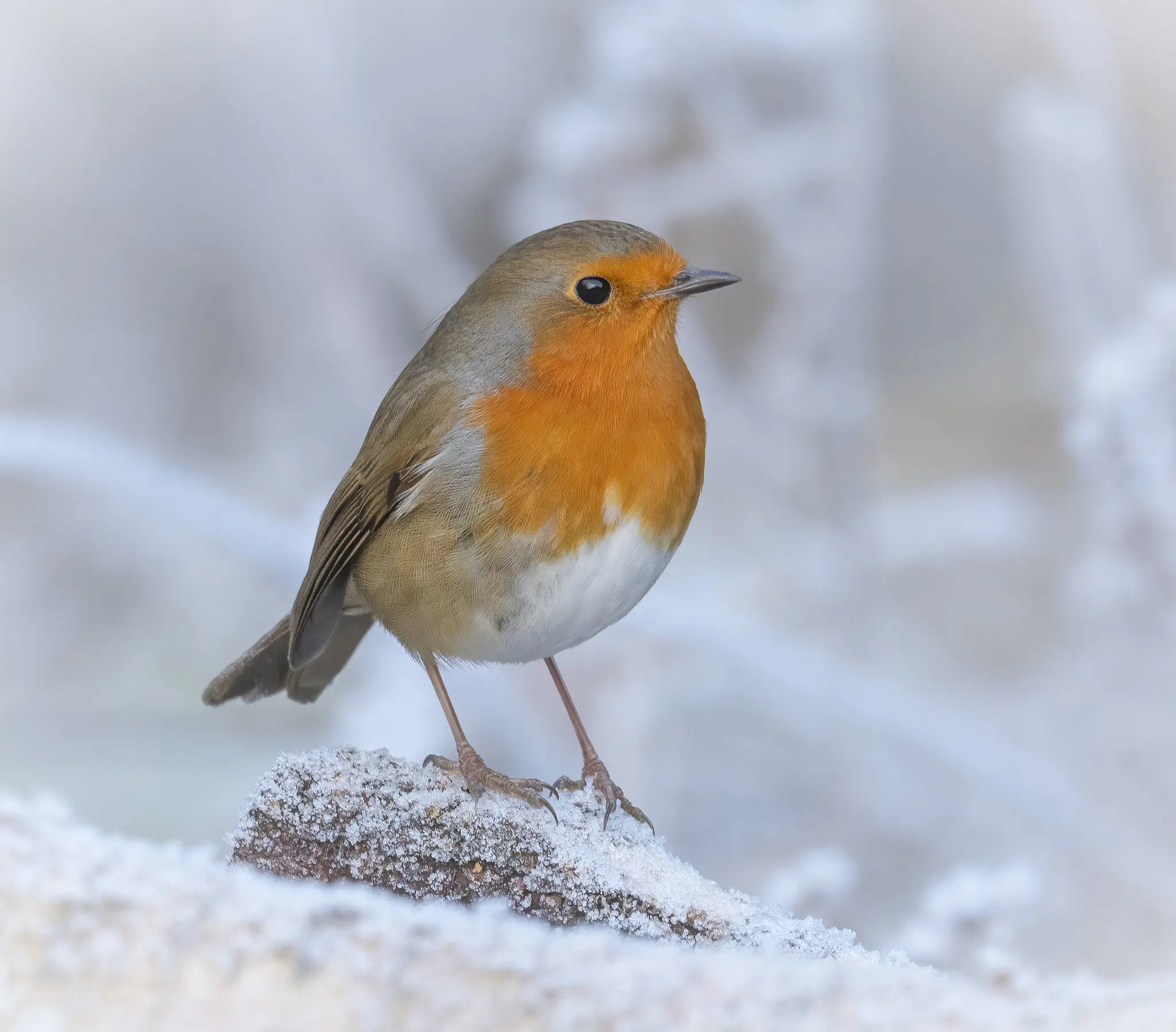 Robin