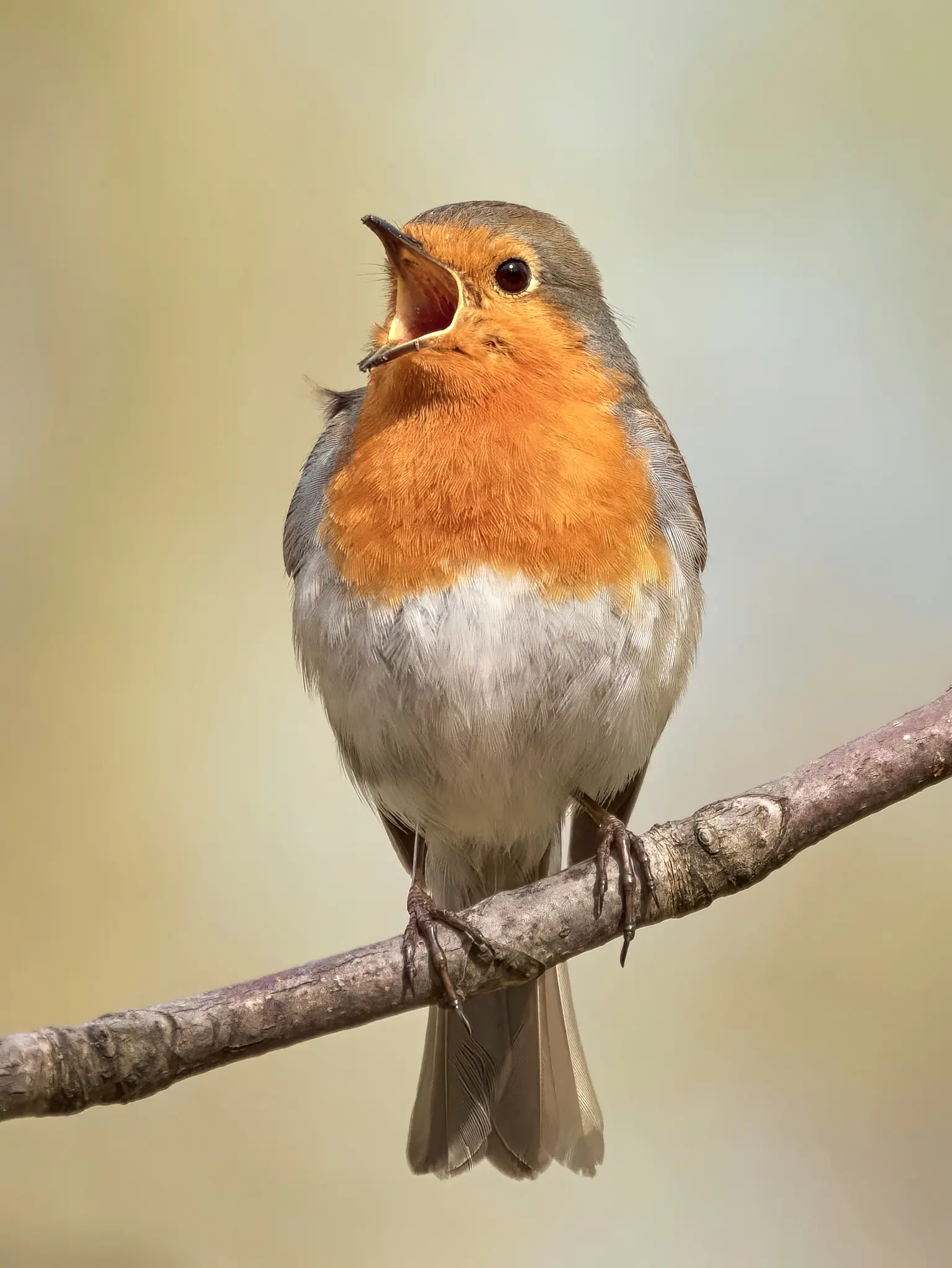 Robin