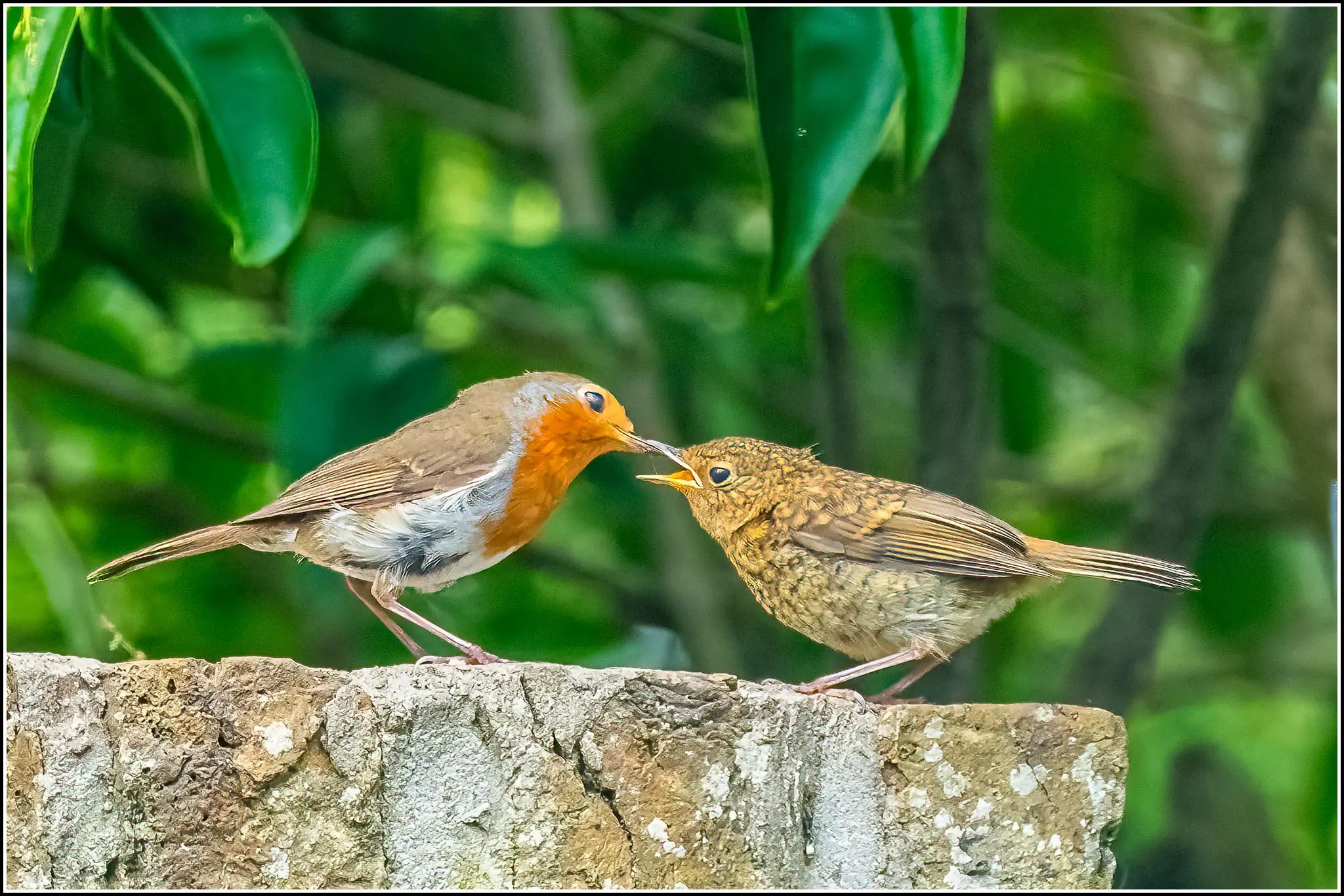 Robin
