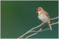 Marsh Warbler