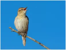 Sedge Warbler