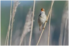 Reed-Warbler