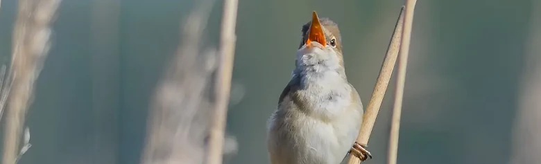 Reed-Warbler. Singing in the reed forest. An inconspicuous brown bird, with a whitish throat. The orange mouth is colorful, however.