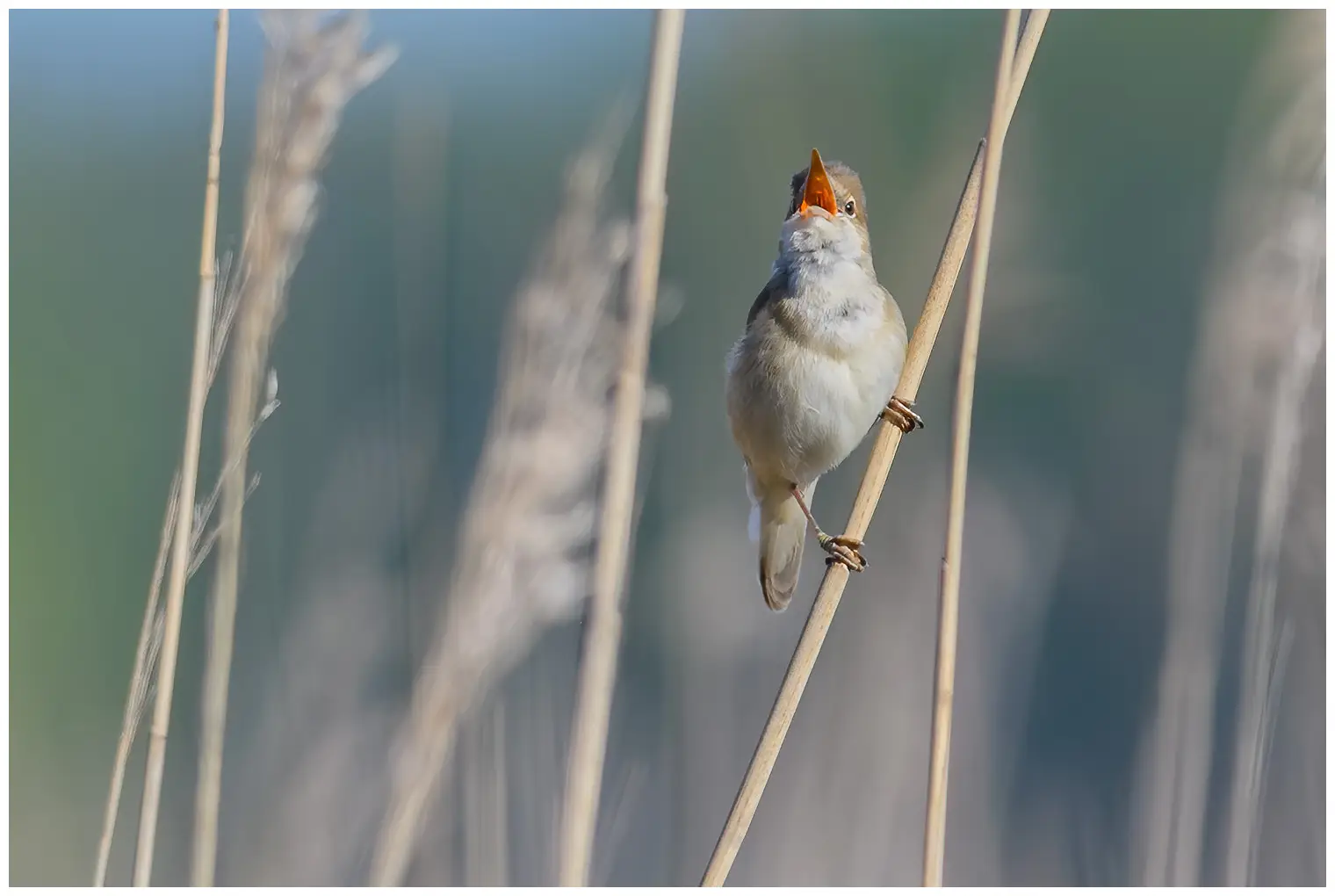 Reed-Warbler. Singing in the reed forest. An inconspicuous brown bird, with a whitish throat. The orange mouth is colorful, however.