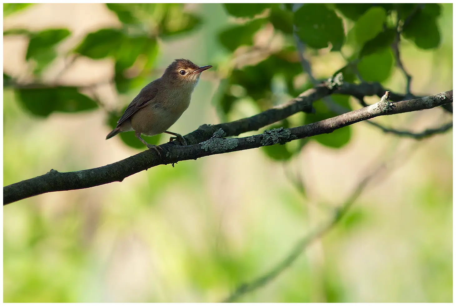 Reed-Warbler