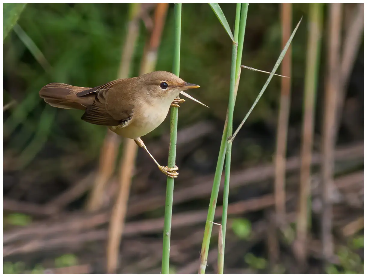 Reed-Warbler