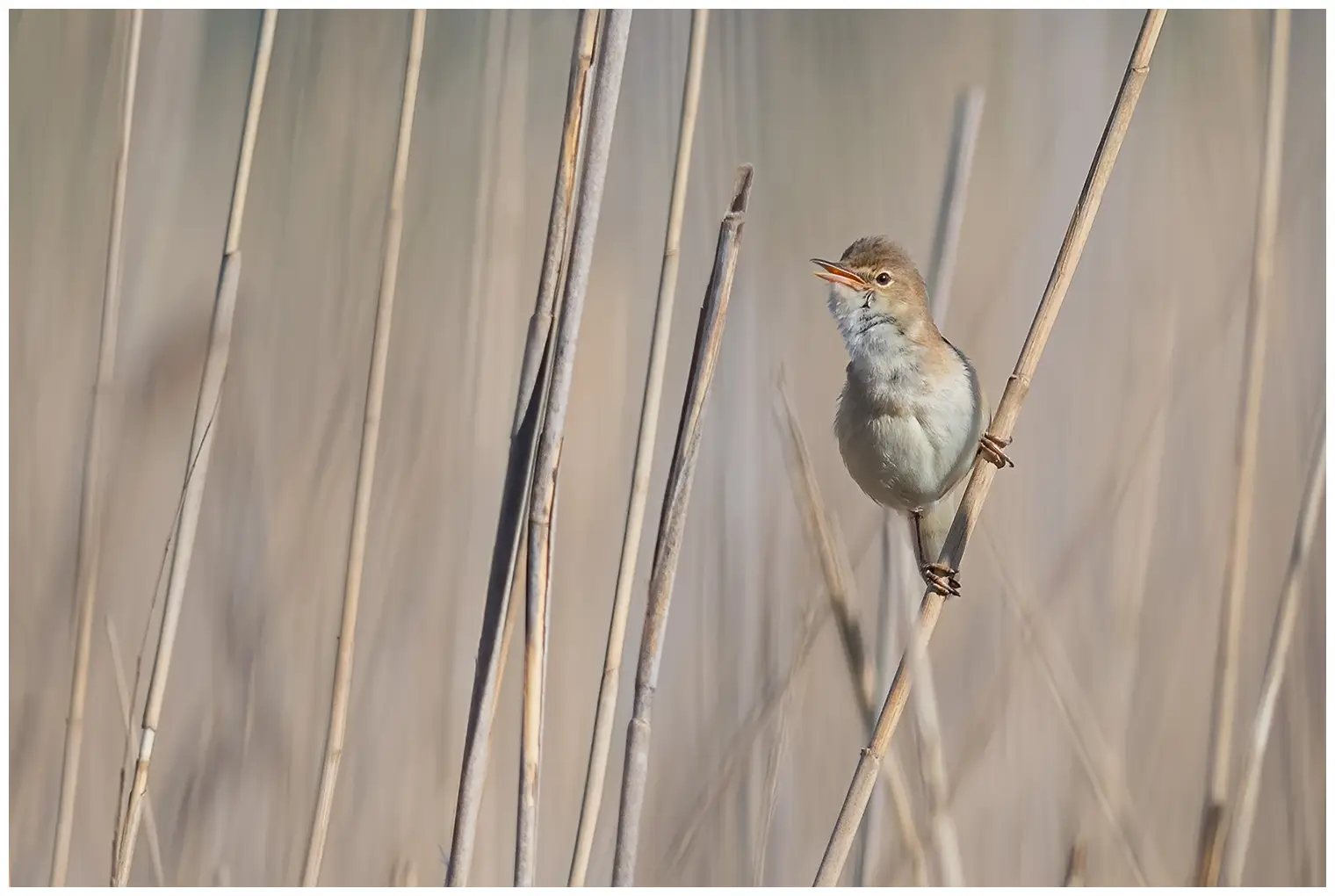 Reed-Warbler