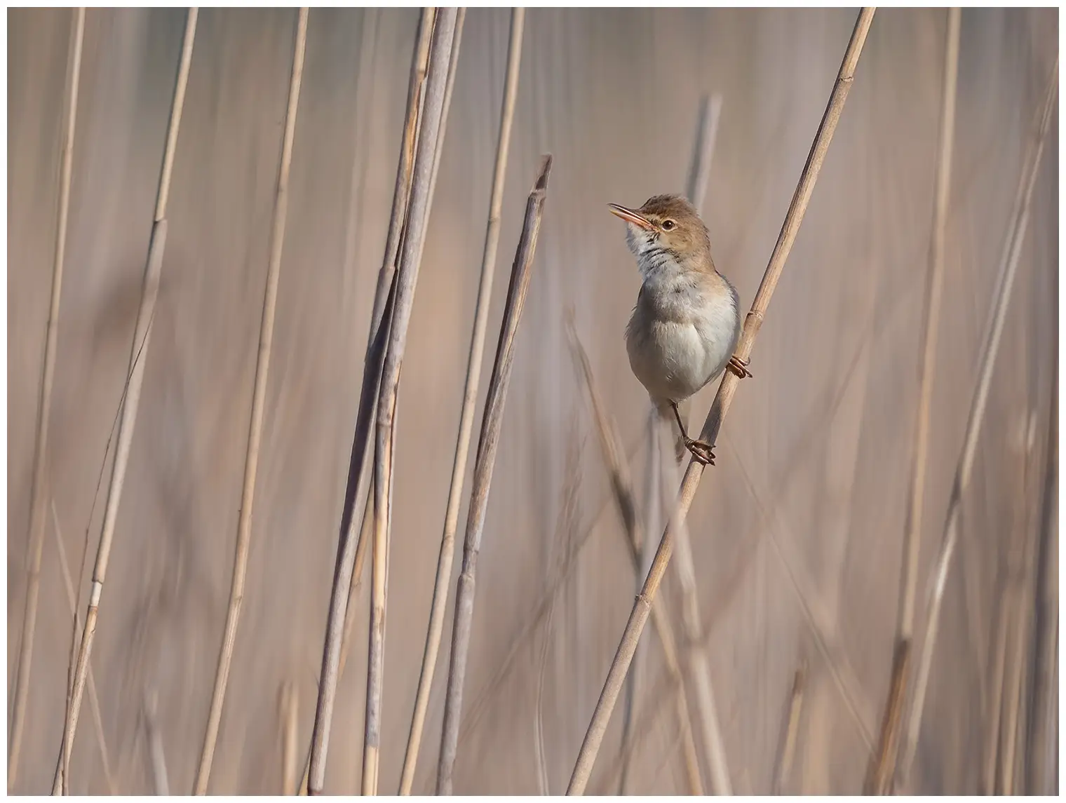 Reed-Warbler