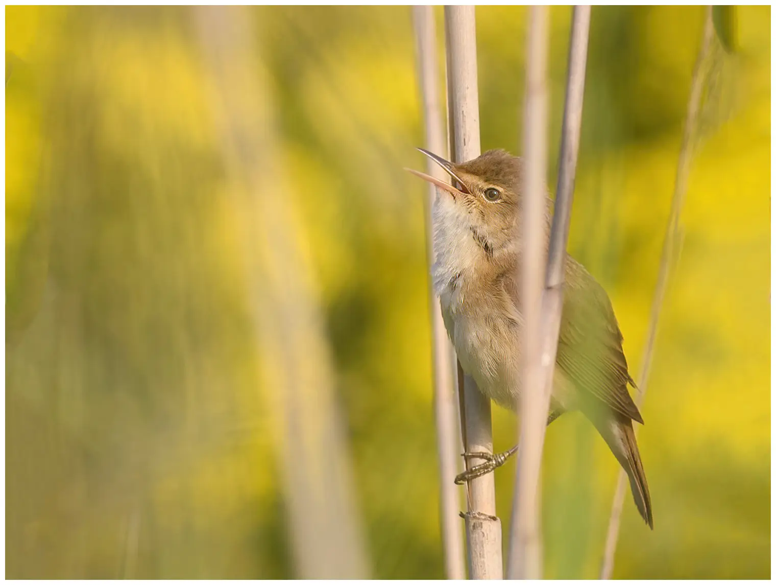 Reed-Warbler