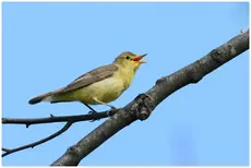 Icterine Warbler